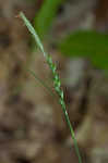 Lined sedge